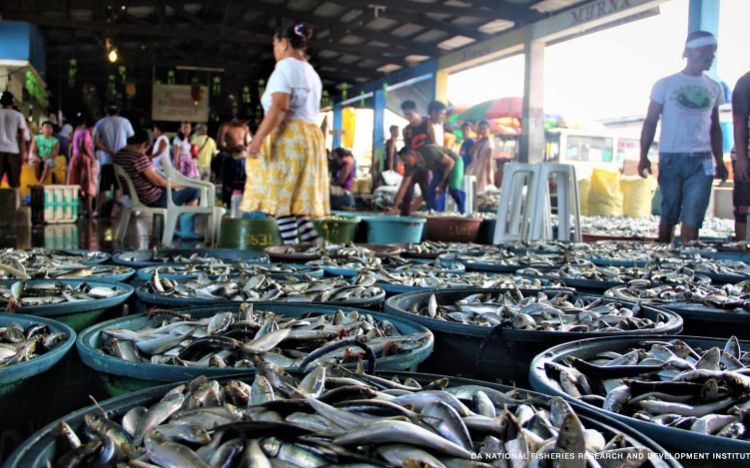PH supply of local sardines sufficient: DA-BFAR