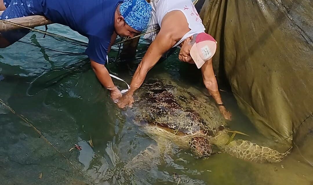 Largest marine turtle rescued in Guimaras