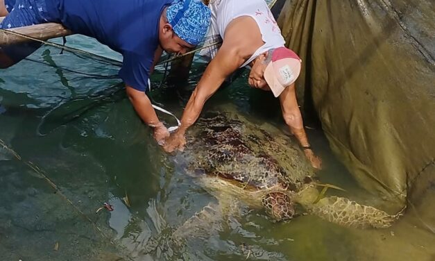 Largest marine turtle rescued in Guimaras