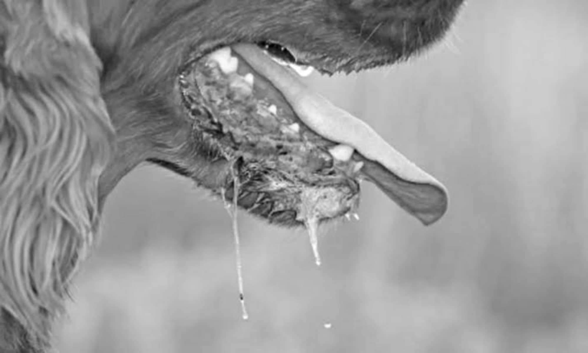 Iloilo records 79 canine rabies, 5 human deaths