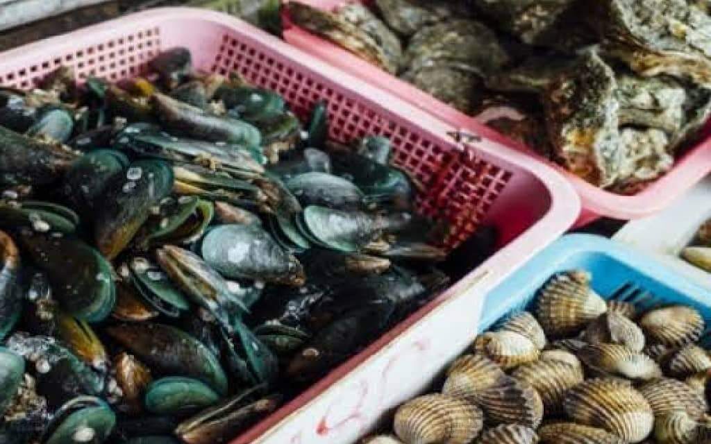 BFAR: Shellfish from Carles, Iloilo not safe for consumption