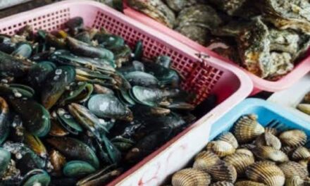 BFAR: Shellfish from Carles, Iloilo not safe for consumption