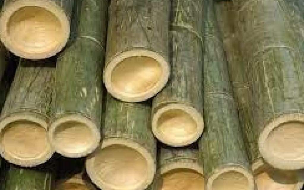 Council maps out strategies to boost bamboo industry in WV