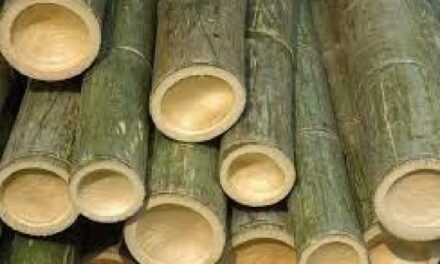 Council maps out strategies to boost bamboo industry in WV