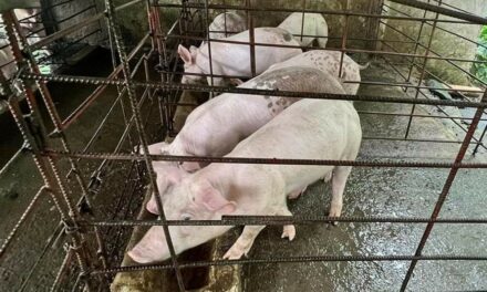 Report signs of ASF, get intervention: Treñas