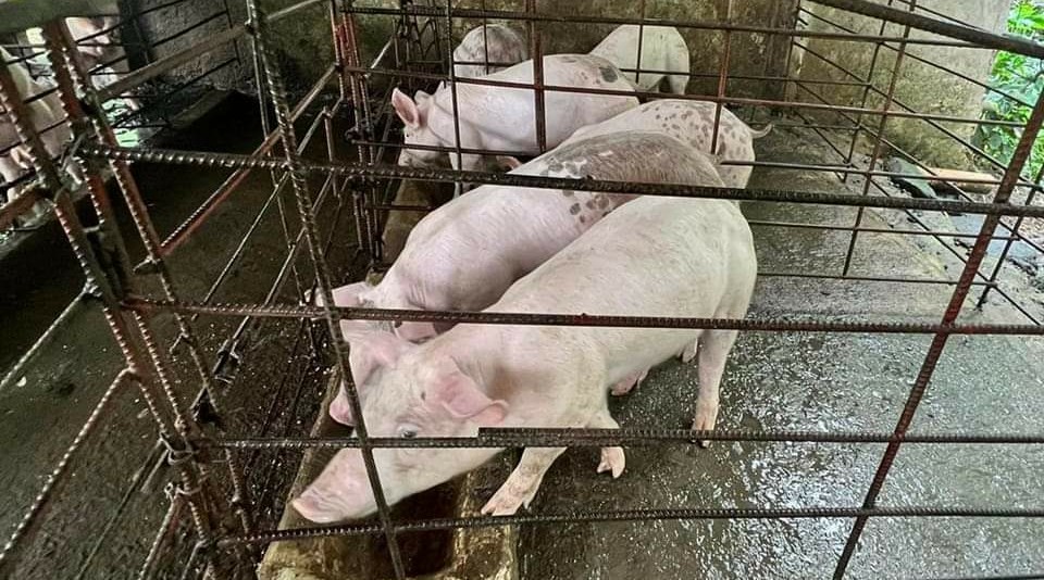 Report signs of ASF, get intervention: Treñas