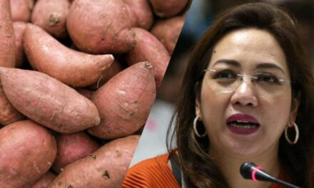 Garin wants DA to promote ‘kamote’ as alternative to rice