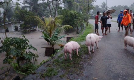Solon wants animals evacuated too during calamities
