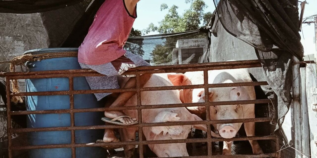 ASF spreads to another Iloilo town