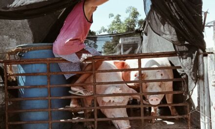 ASF spreads to another Iloilo town