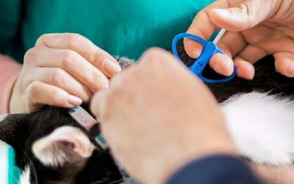 Iloilo City to adopt microchipping of pets