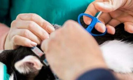 Iloilo City to adopt microchipping of pets