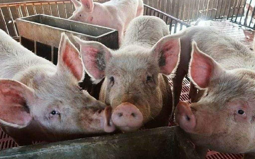 Oton reports decline in ASF cases