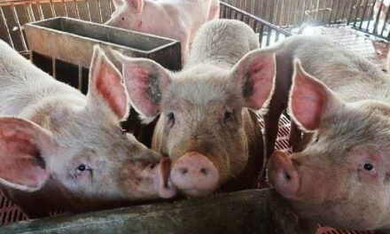 Oton reports decline in ASF cases