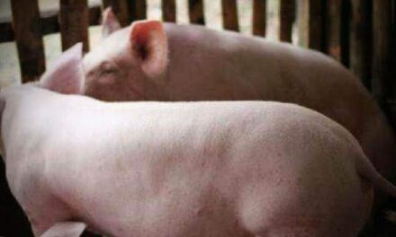 Iloilo City logs first ASF case