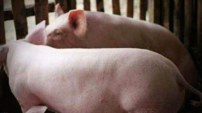 Iloilo City logs first ASF case