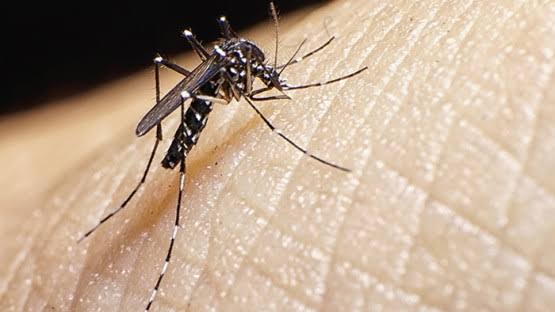 Dengue kills 20, downs nearly 3K in Iloilo province