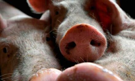 ASF now in Guimaras; public urged not to panic