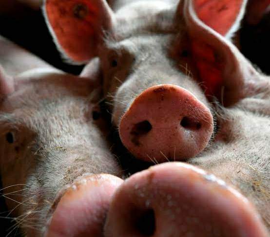 ASF now in Guimaras; public urged not to panic