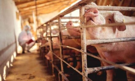 9 towns in Iloilo province under ‘red zone’ due to ASF