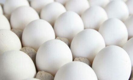 NegOcc assures stable supply with 1.2M eggs daily output