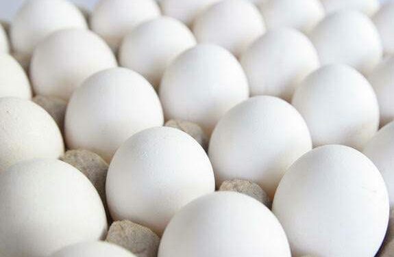 NegOcc assures stable supply with 1.2M eggs daily output