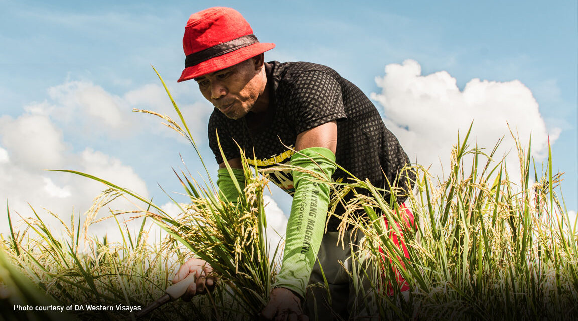 PSA-6 calls for support to costs, returns survey of palay production in WV