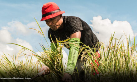 PSA-6 calls for support to costs, returns survey of palay production in WV