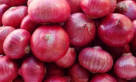 Onion prices continue to drop as imports arrive