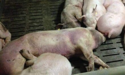 ‘Very hard to control’: ASF virus continues to spread in Iloilo