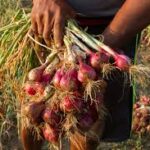 Miagao farmers eye recovery from onion losses incurred in 2022