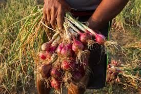 Miagao farmers eye recovery from onion losses incurred in 2022