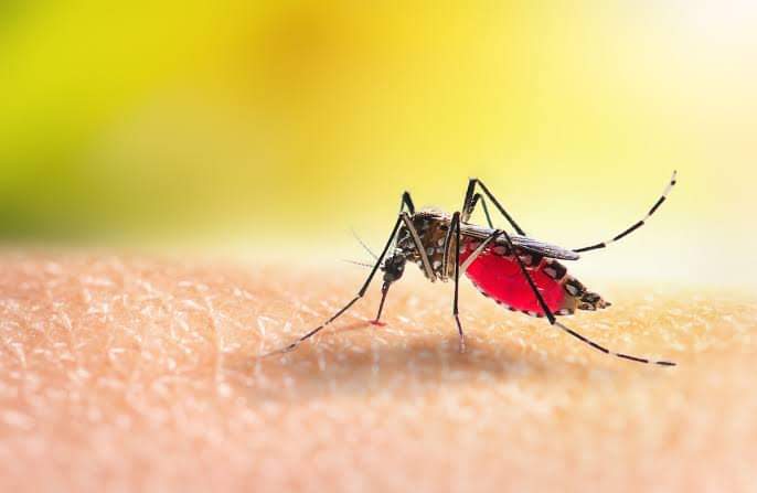 Dengue cases in Iloilo province more than double