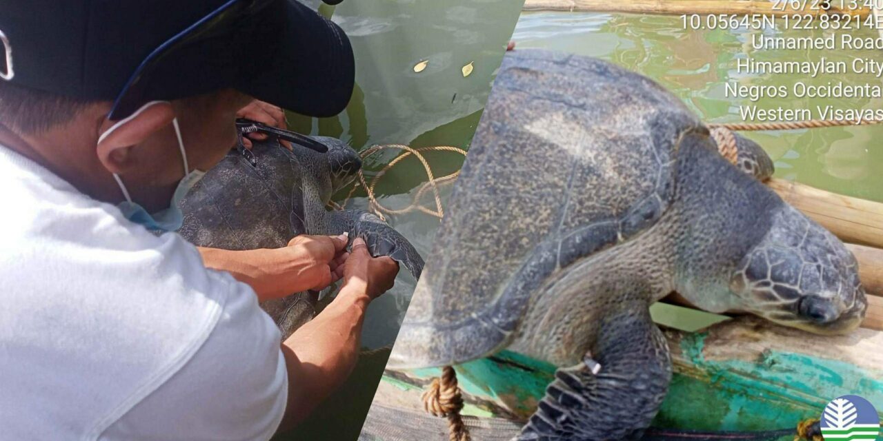 Trapped sea turtle rescued in Negros Occidental