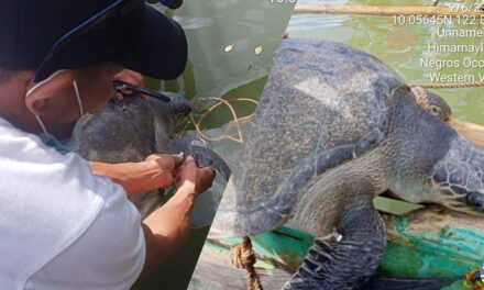 Trapped sea turtle rescued in Negros Occidental