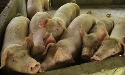 ASF spreads to Capiz, DA boosts public awareness