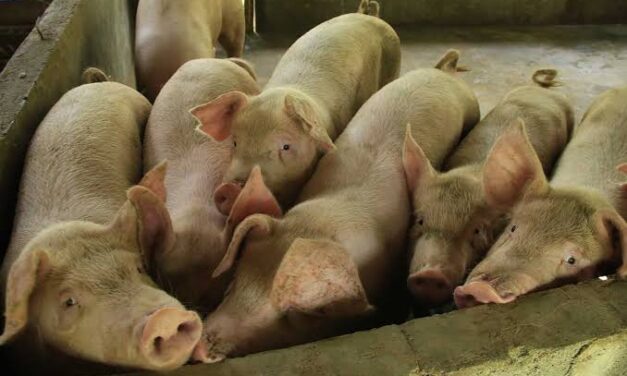 ASF spreads to Capiz, DA boosts public awareness