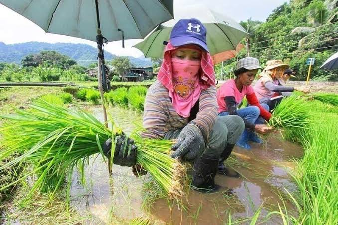 DBM allocates P43 billion for agri priority programs this year