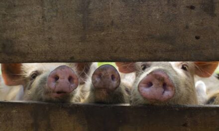 Iloilo hog raisers lose P1.5B to ASF