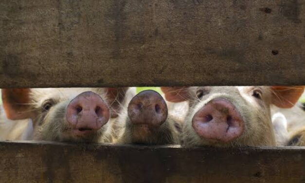 Iloilo hog raisers lose P1.5B to ASF