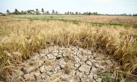 DA-6 prepares for El Niño, urges LGUs to help farmers