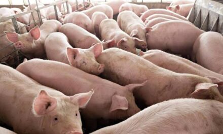 DA urges farmers in Western Visayas to continue raising hogs amid ASF
