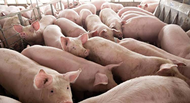 DA urges farmers in Western Visayas to continue raising hogs amid ASF