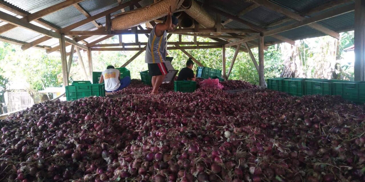 DA eyes 200 hectares of onion plantation in Western Visayas