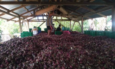 DA eyes 200 hectares of onion plantation in Western Visayas