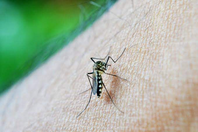Highest in WV: Dengue cases in Iloilo province up by 218 pct