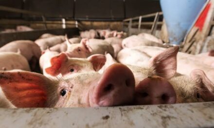 ASF spreads to Aklan