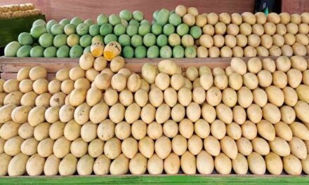 10 tons of mangoes available for ‘Manggahan’ eat-all-you-can