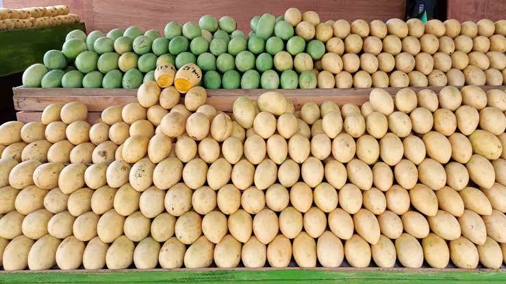 10 tons of mangoes available for ‘Manggahan’ eat-all-you-can