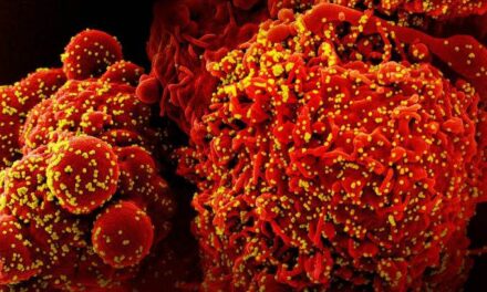 Western Visayas logs 3 new Arcturus cases; total now at 4